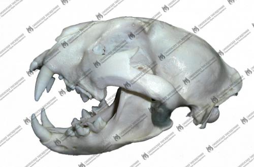 medalioni_11