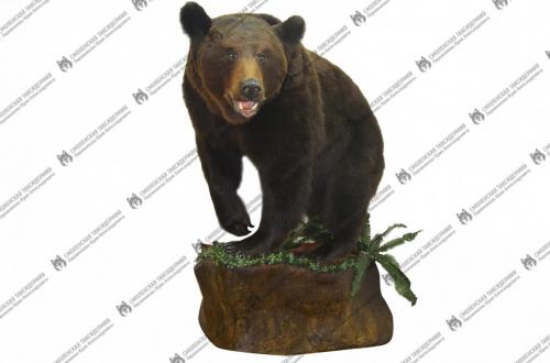 medved_1