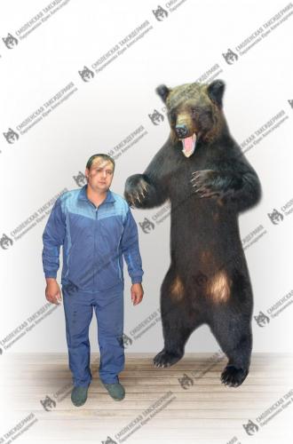 medved_11