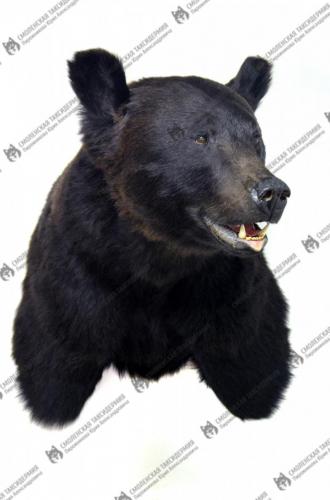medved_12