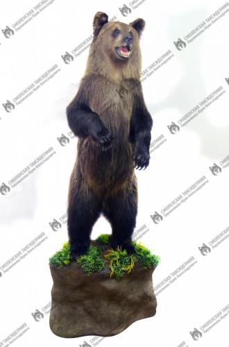medved_13