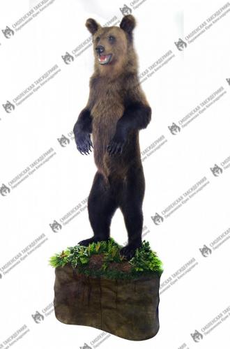 medved_14