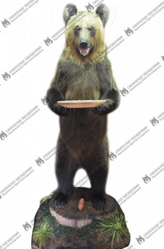 medved_17