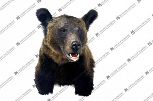 medved_2
