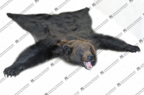 medved_3