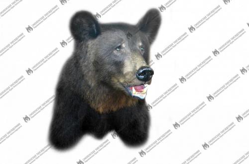 medved_4