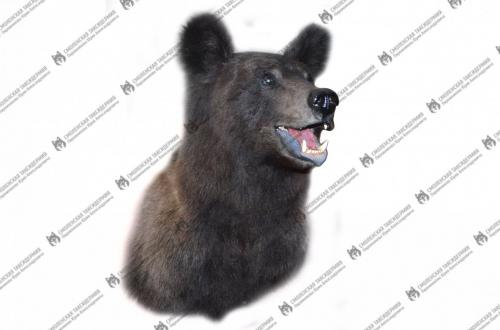 medved_5
