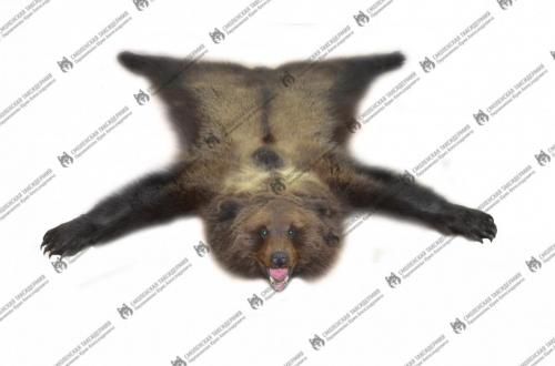 medved_6
