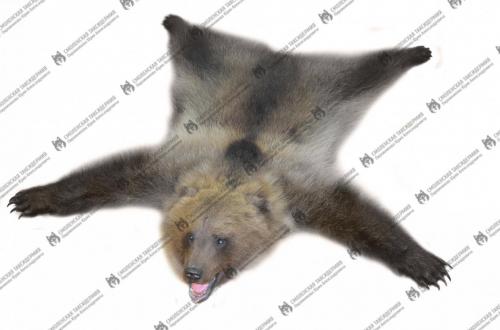 medved_7