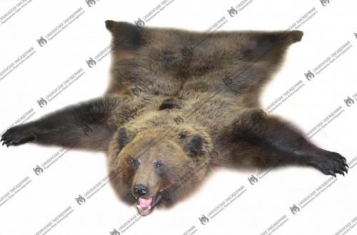 medved_8