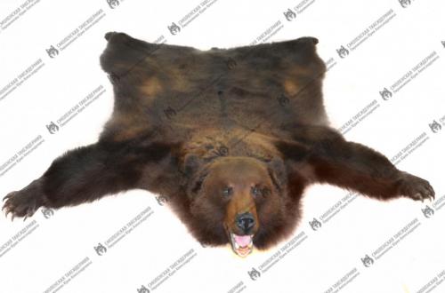 medved_9
