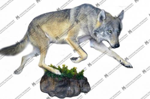 wolf_17